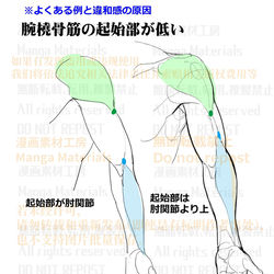 個人メモ:腕の筋肉構造 / October 25th, 2025