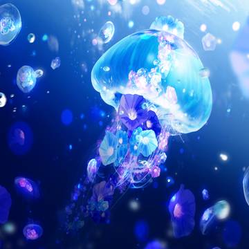 jellyfish, morning glory, original / 朝光に揺れる朝海月