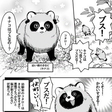 original, fantasy, animal / カワイイを手に入れてしまった化けタヌキ