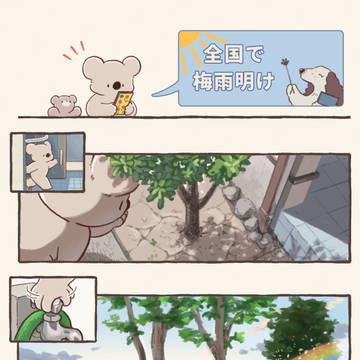 梅雨明けコアラ / August 3rd, 2025