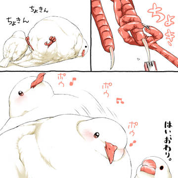 Java sparrow / 解放 / October 5th, 2025