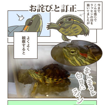 essay manga, pet / ミドリガメの目について / October 17th, 2025
