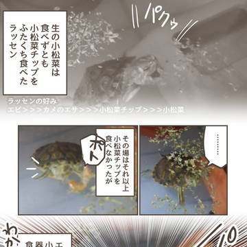 essay manga, pet / カメのごはん優先順位 / October 22nd, 2025
